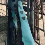 Women's Turquoise Leather Chaps with Heart Design – Western Rodeo Cowboy Style | The Hybrid Leather